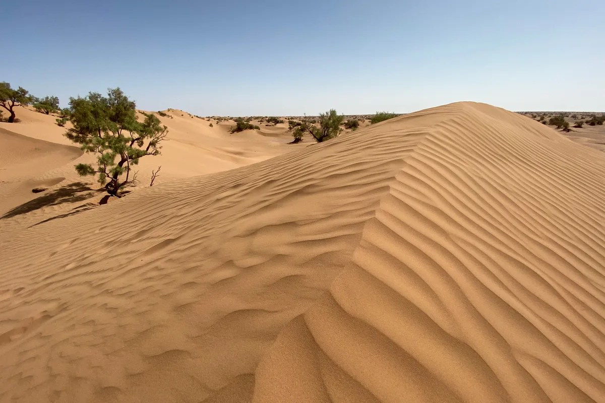 Wind-shaped sand and sparse palms near M’Hamid
